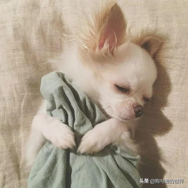 冬天狗在外面能冻死吗，快别说狗不怕冷了