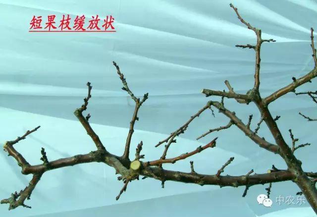 杏树最佳修剪时间，杏树最佳的冬剪时间