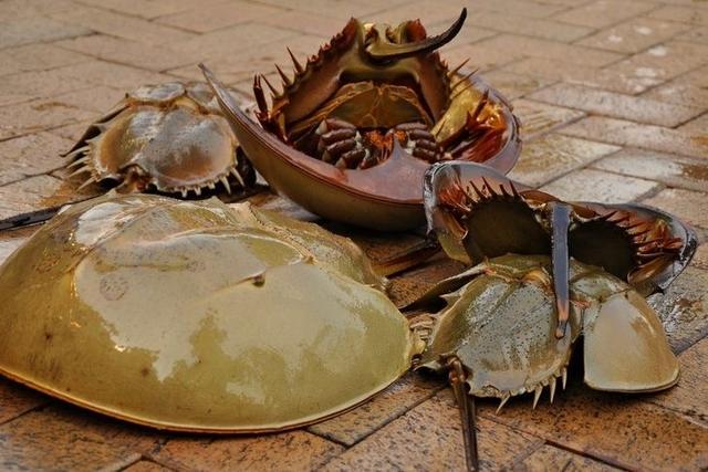 关于鲎介绍，关于鲎的知识（地球上演化4.8亿年之久）