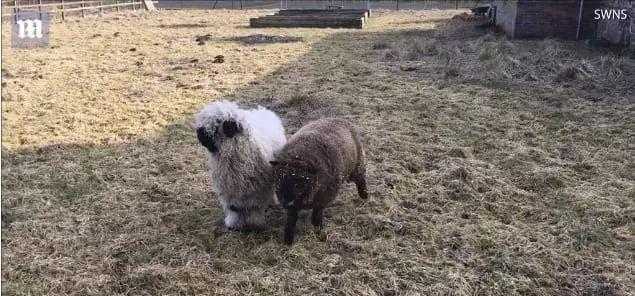 超可爱小羊羊，小羊太可爱了（却偏偏以为自己是条狗图片）