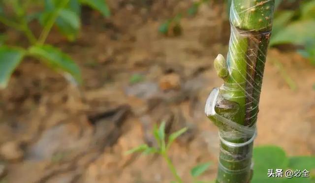 树苗有几种嫁接方法，树苗的嫁接方法（老司机总结的嫁接技术）