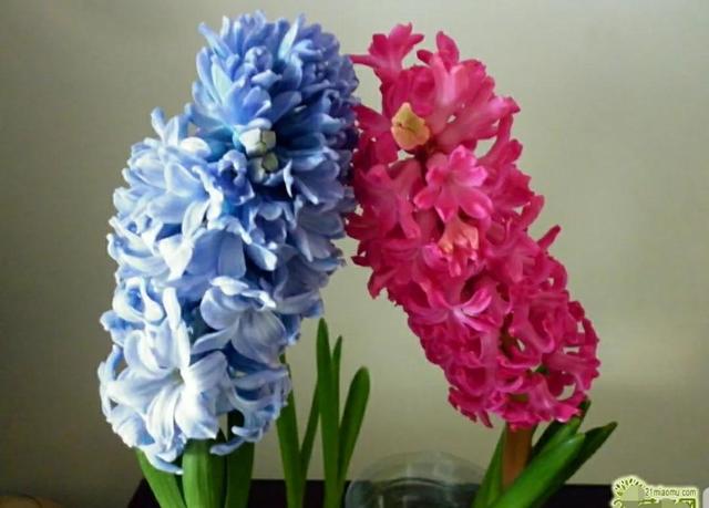 花语传说，一见钟情忘不了（花语传说护肤品）