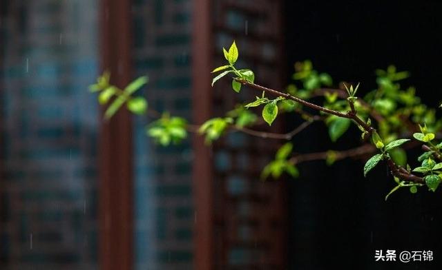 伤心诗句心碎古诗，伤感诗句痛到心里的古诗（愿你永远也不会读懂）