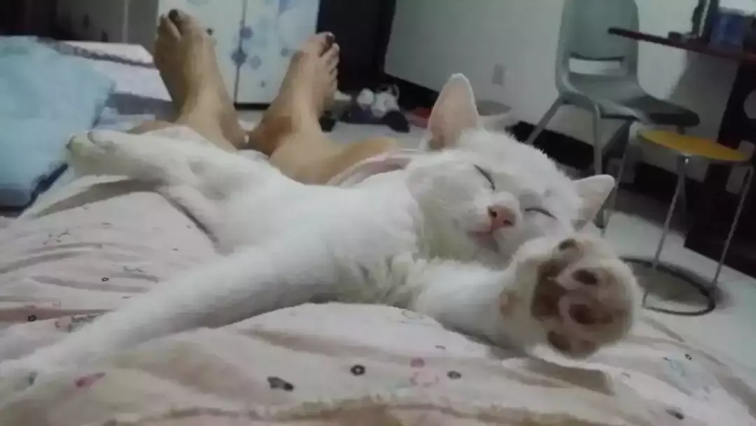 猫绝育后注意事项，猫咪绝育之后需要注意哪些（猫咪绝育后状态不佳）