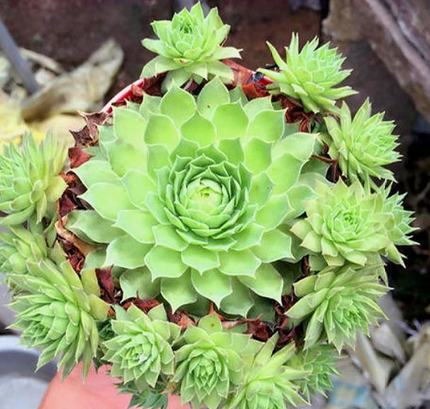 观音莲开花吗,观音莲会开花有什么寓意(保它一次花开几十朵)