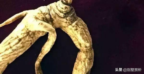 山参多少钱一支，野山参价格多少钱一根（人参几元一支和几万一支的差别）