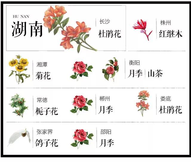 城市的市花有哪些花，关于全国各城市市花及意义