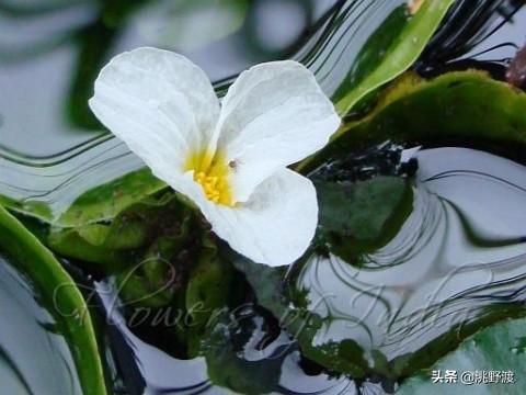 卖弄的近义词，卖弄的近义词有哪些（上联：水性杨花撸一把）