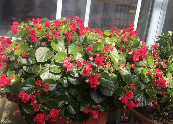 大叶海棠花适合养吗，大叶海棠花适合养吗，怎么养（室内盆栽花想四季观赏）