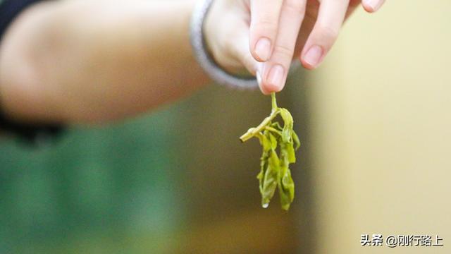 海南苦丁茶是什么茶，海南苦丁茶的功效与作用价格（当地老百姓生活中“物什”）