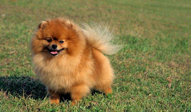 十大最省心的小型犬品种，第一次养狗养它轻松很多