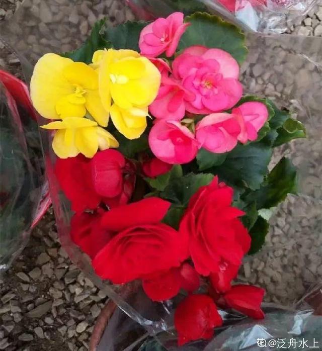 杜鹃花掉叶子的原因和解决办法详情介绍，杜鹃花掉叶子严重咋办（到底是哪出问题了）