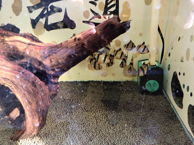 鹦鹉鱼混养，鹦鹉鱼混养最佳搭配鱼（孔雀鱼到底可不可以与迷你鹦鹉鱼、燕鱼、斗鱼等混养在一起）