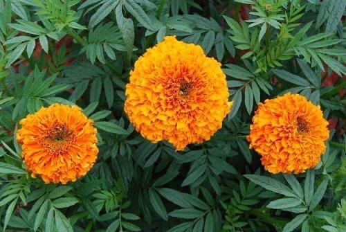 驱蚊植物有哪些，驱蚊的植物有哪些（种4盆驱蚊植物）