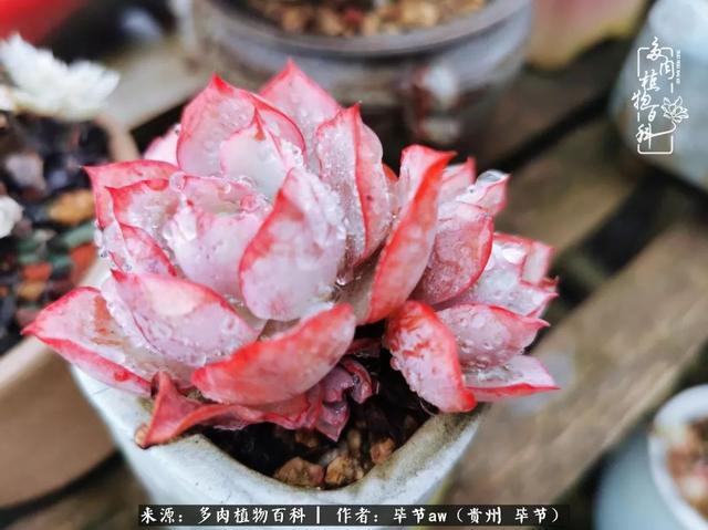 晴天橙子可爱头像微信，晴天橙子可爱头像（有多少次的会心一笑，全因多肉）