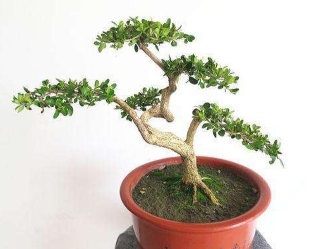 黄杨品种繁多,制作盆景又以小叶黄杨和雀舌黄杨为多,而且黄杨生长缓慢