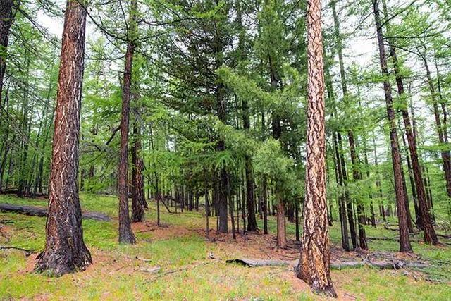 蟾蜍的寓意和象征,金蟾的正确摆放位置(农村俗语:"不怕蛤蟆进家门)