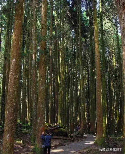 桧什么意思解释，桧字笔画笔顺（台湾珍稀濒危树种红桧）