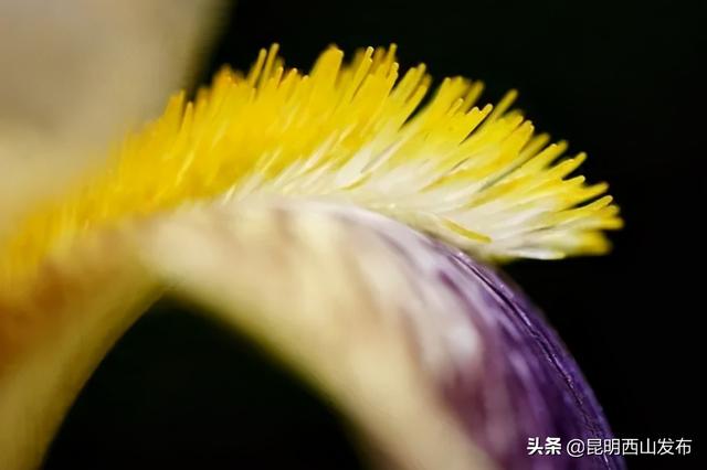 玉蝉花和鸢尾花区别，玉蝉花和鸢尾花区别图片（遇到西华公园的鸢尾花不陌生）