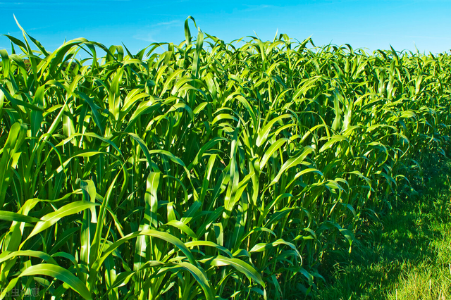 草鱼苗怎么养最长的快，牢记3种草，草鱼吃后蹭蹭长