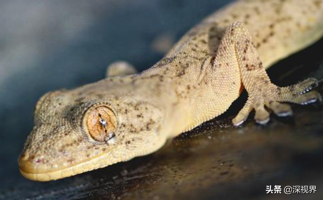 守宫是蜥蜴还是壁虎，为何会成为“五毒”之一