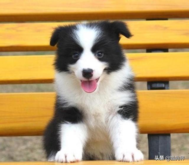 边境牧羊犬智商，边境牧羊犬聪明排名第几（都说边境牧羊犬聪明）