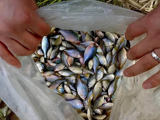 原生观赏鱼鳑鲏鱼的家庭饲养，养殖鳊鱼和野生鳊鱼的区别（就可以把它们养好）