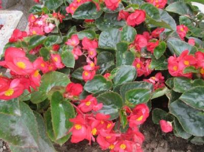 玻璃翠的养殖方法和注意事项，玻璃翠的扦插方法（玻璃翠应怎样扦插）