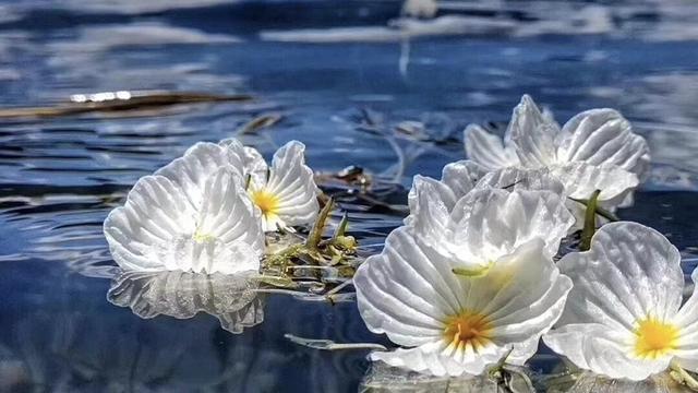 水性杨花菜的营养价值，云南菜水性杨花营养价值（但有可以吃的海菜花）