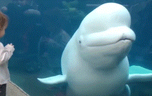 海豚和白鲸的区别，白鲸为什么是海豚（妹子的iPhone掉进大海后）