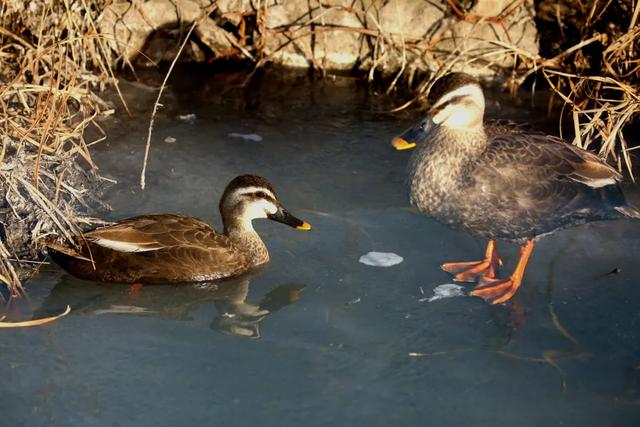 野鸭的种类有哪些，野鸭子有哪几种（TA就是野鸭中最靓的仔）