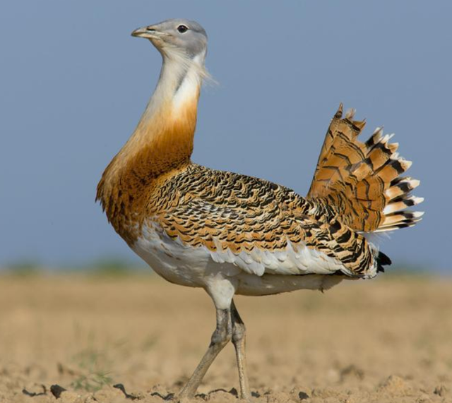 鹳怎么读，颧怎么读音读出来（鹬、鸫、鸲、鹟、鹎、鹳、鹮……这都是啥鸟）