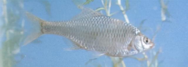 淡水观赏鱼种类，淡水观赏鱼的种类大全！（中国淡水观赏鱼图集<一>）