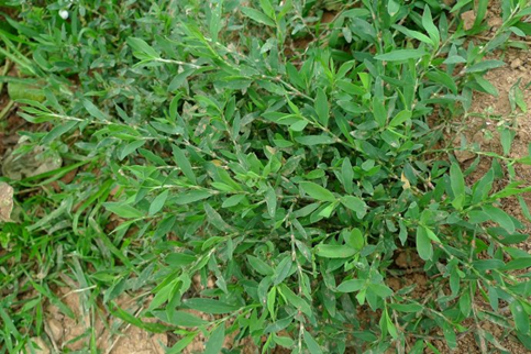 山东野菜图片及名称(常见野菜名称图片对照)-娱宸网