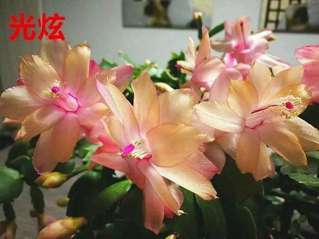 蟹爪兰图片，蟹爪兰你不知道的品种（蟹爪兰支架图片大全）