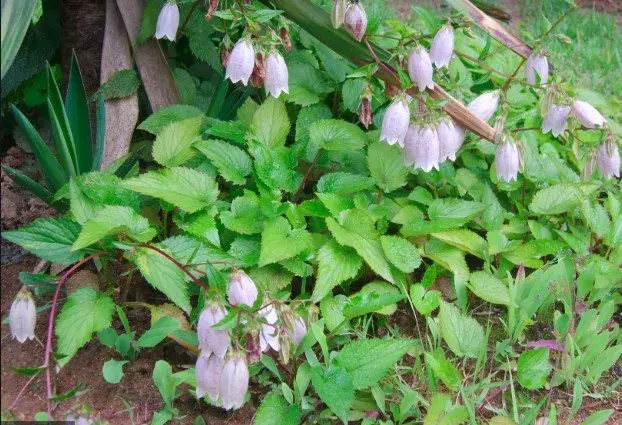 风铃草的花语，白色风铃草的花语（家里养一盆年年花开成海）