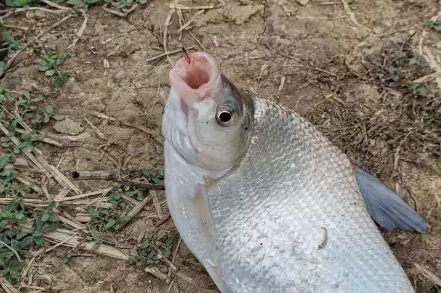 鳊鱼垂钓技巧(对付鳊鱼) 