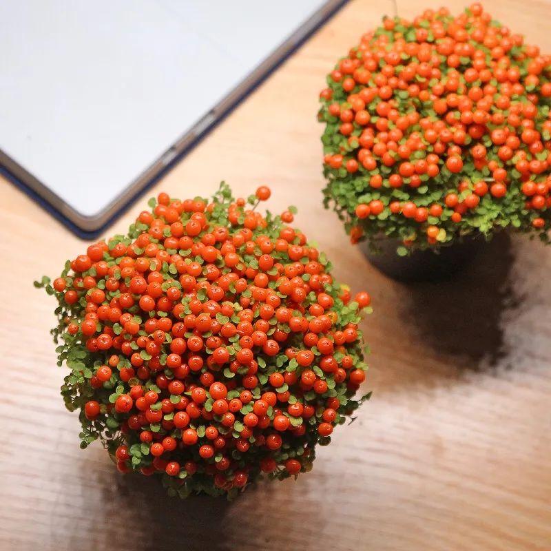 珊瑚豆的养殖方法和注意事项，珊瑚豆的养殖方法生长期每月施一次氮肥（7月在家养盆“吉祥果”）