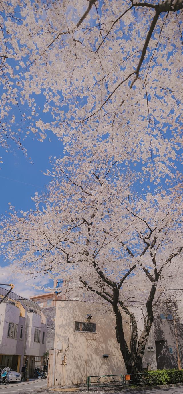 樱花唯美梦幻图片