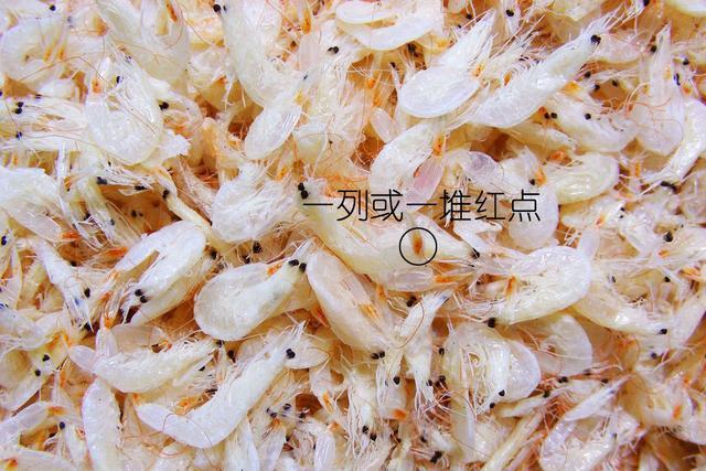北极甜虾和普通虾的品种区别，如何鉴别对虾、罗氏虾、北极甜虾……一文解决“虾”认识