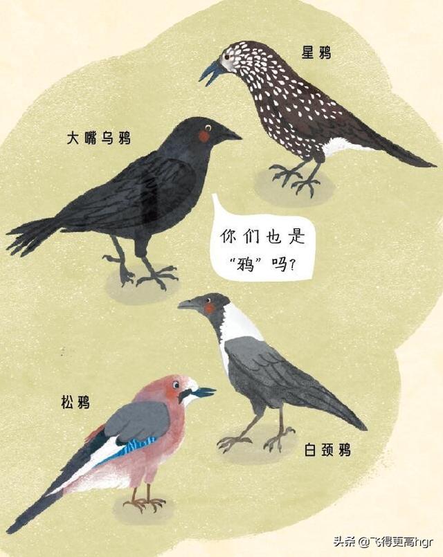 天下乌鸦一般黑是什么意思,天下乌鸦一般黑比喻女人(天下乌鸦不全黑)