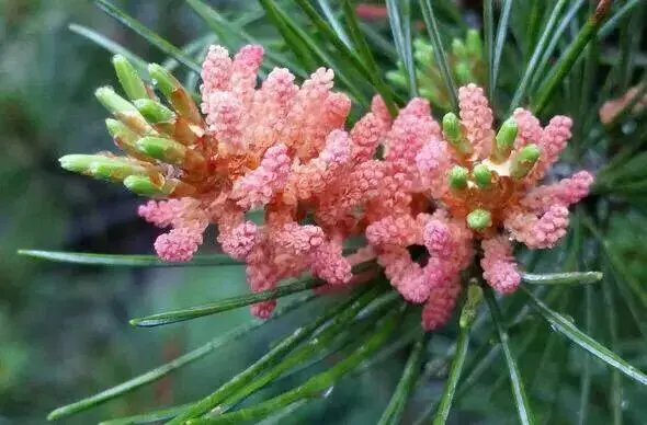 松树是什么样子的，松树长什么样子图片（科普答疑：松树会开花吗）