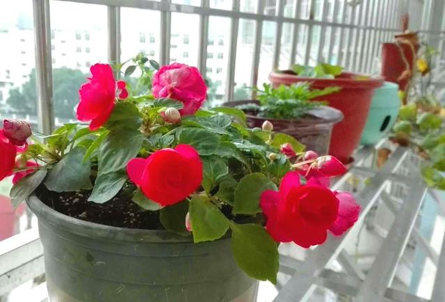 凤仙花长什么样，凤仙花长什么样子的致癌么（养了一盆非洲凤仙花）