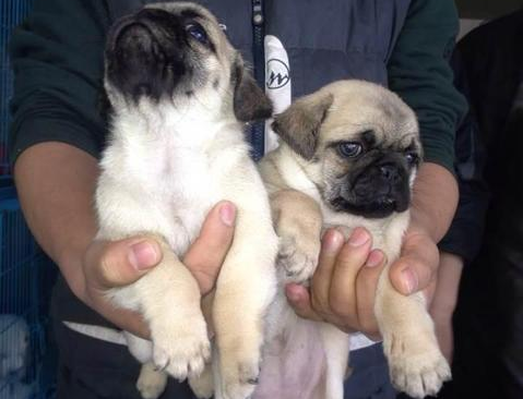 八哥犬有几种，八哥有几种（这6种巴哥犬不要买）