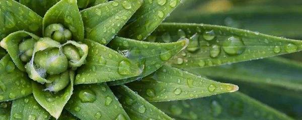 芦荟的种植步骤有哪些，芦荟怎么养殖方法