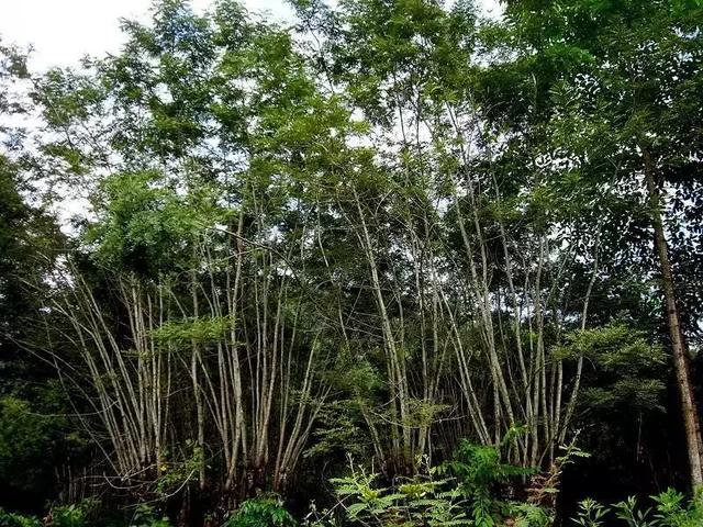 树木名称，知识，铁刀木与铁力木的区别（100种树木名称）