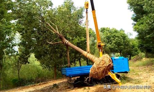 夏天如何种树成活率高，夏季如何栽树，更容易成活