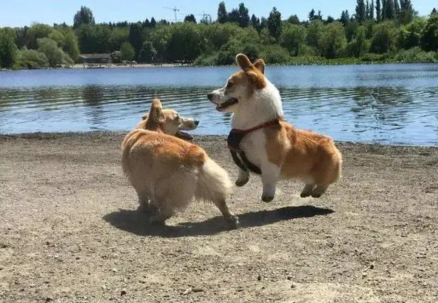 不掉毛的大型犬，十大不掉毛犬品种（今年最受欢迎的4种狗）