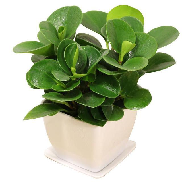 适合家里养的32种花，家里养什么花好（”家居盆花100种）