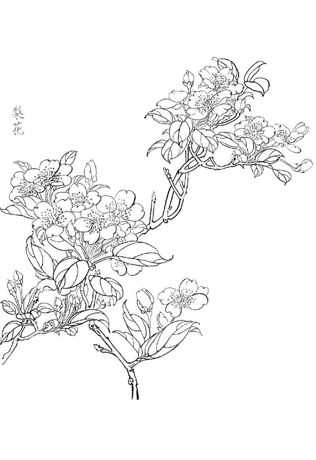 怎么画桃花的简笔画，怎么画桃花的简笔画图片（适合初学者临摹学习）